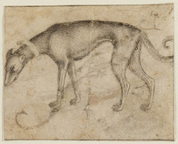 K IX 025
          <br/>
          Staande hazewindhond, naar links
          <br/>
          <em>De' Grassi, Giovanni (werkzaam 1389-1398) - atelier van</em>